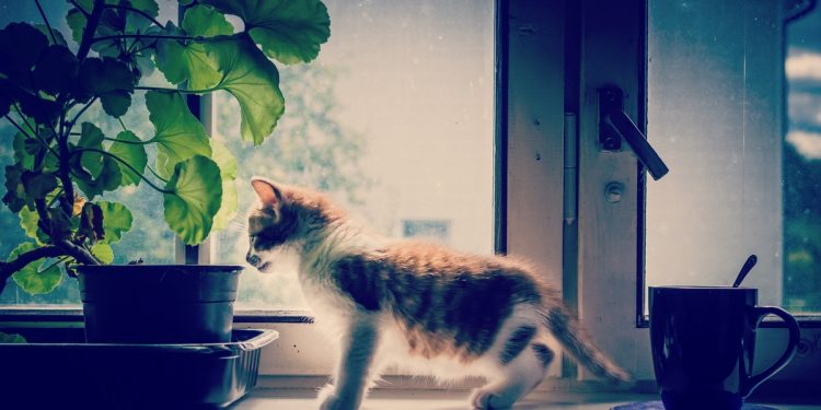 Kitten playing at home on windowsill