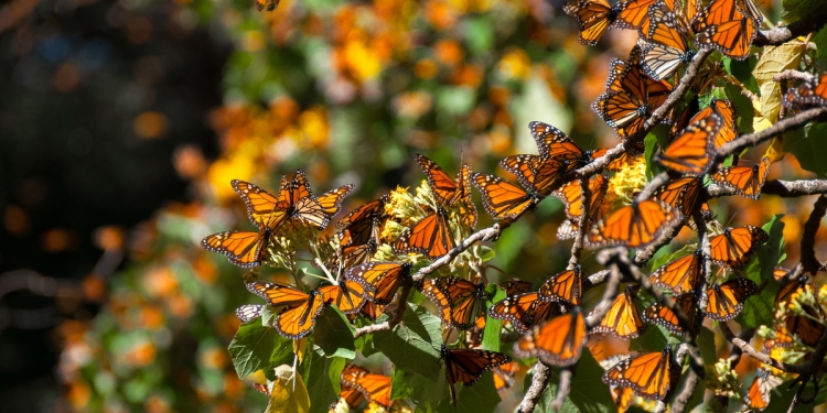 Monarch Butterflies