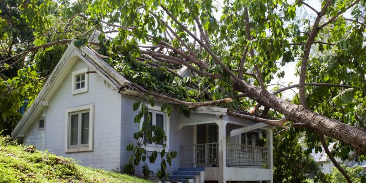 Tree Fallen on a House
